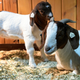 Illustration for article titled Australian dream home comes with goat cheese-making facilities—BYO goats